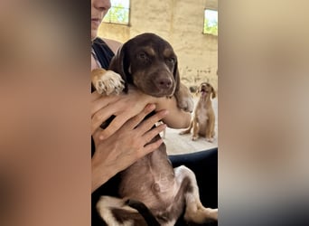 Mischlingswelpe SPENCER sucht eine Familie!