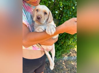 Sonny, geboren 14.05.2026, 28cm sucht seine Chance