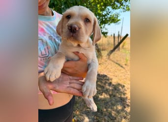 Sonny, geboren 14.05.2026, 28cm sucht seine Chance