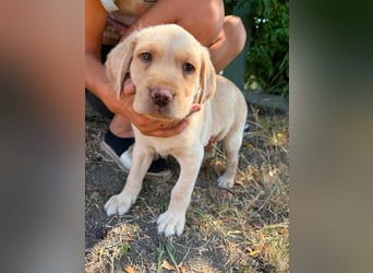 Sonny, geboren 14.05.2026, 28cm sucht seine Chance