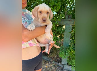 Sonny, geboren 14.05.2026, 28cm sucht seine Chance