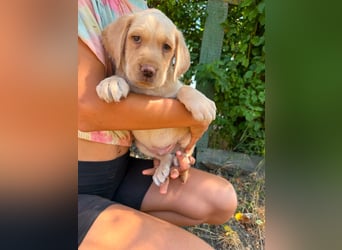 Sonny, geboren 14.05.2026, 28cm sucht seine Chance