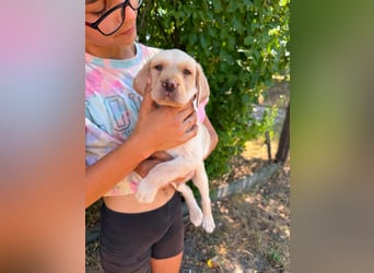 Sonny, geboren 14.05.2026, 28cm sucht seine Chance