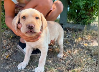 Sonny, geboren 14.05.2026, 28cm sucht seine Chance