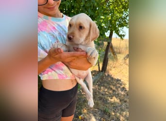 Sonny, geboren 14.05.2026, 28cm sucht seine Chance