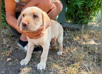 Sonny, geboren 14.05.2026, 28cm sucht seine Chance
