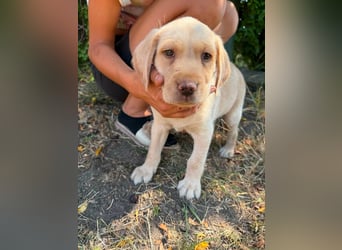 Sonny, geboren 14.05.2026, 28cm sucht seine Chance