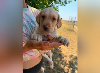 Sonny, geboren 14.05.2026, 28cm sucht seine Chance
