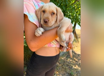 Sonny, geboren 14.05.2026, 28cm sucht seine Chance