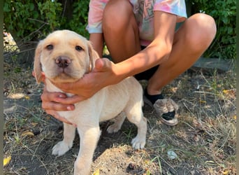 Sonny, geboren 14.05.2026, 28cm sucht seine Chance