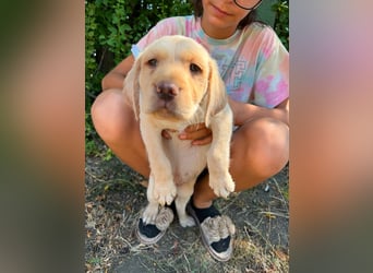 Sonny, geboren 14.05.2026, 28cm sucht seine Chance