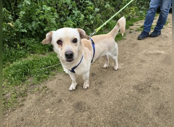 Pinotto: liebenswerter Anfängerhund