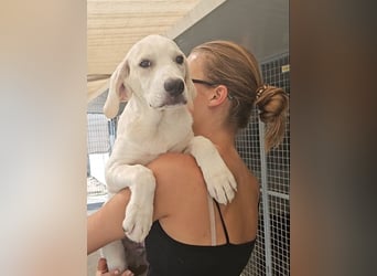 Rübe: wo sind die Labrador-Freunde?
