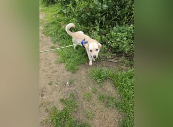 Pinotto: liebenswerter Anfängerhund