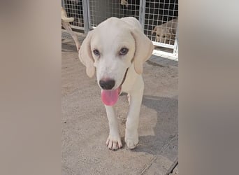 Rübe: wo sind die Labrador-Freunde?