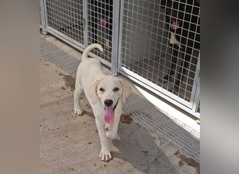 Rübe: wo sind die Labrador-Freunde?