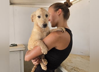 Gino: wer will mit mir spielen und kuscheln
