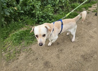 Pinotto: liebenswerter Anfängerhund