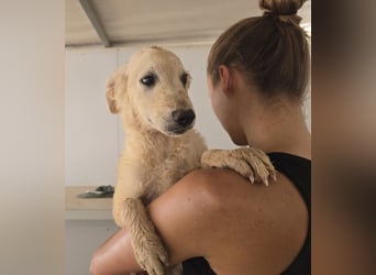 Gino: wer will mit mir spielen und kuscheln