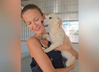 Panda: Familienhündin in schöner Größe