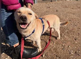 Pinotto: liebenswerter Anfängerhund