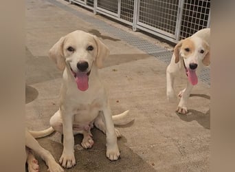 Rübe: wo sind die Labrador-Freunde?