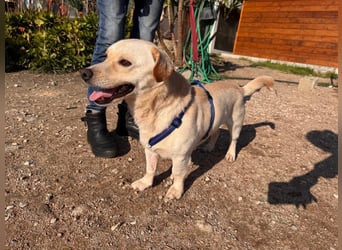 Pinotto: liebenswerter Anfängerhund