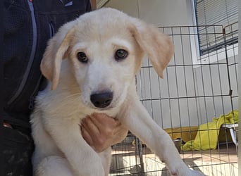 Emanuela: möchte spielen, lernen, schmusen