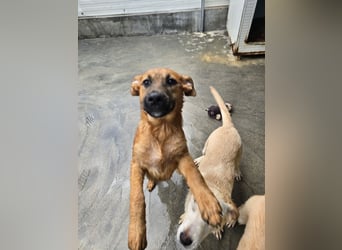 Fritz: er liebt das Leben