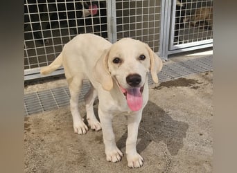 Rübe: wo sind die Labrador-Freunde?