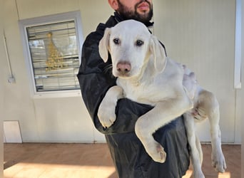 Cosmo:  kleiner Rudelführer