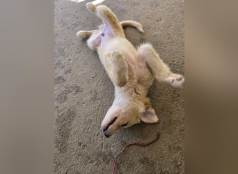 Nacho: vom Flughafen ins schöne Leben