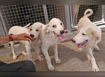 Rübe: wo sind die Labrador-Freunde?
