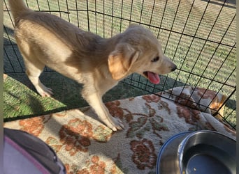 Emanuela: möchte spielen, lernen, schmusen