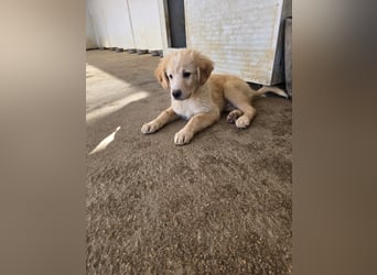 Nacho: vom Flughafen ins schöne Leben