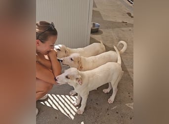 Rübe: wo sind die Labrador-Freunde?