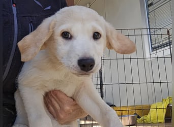 Emanuela: möchte spielen, lernen, schmusen