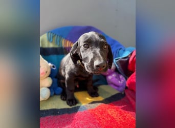 Welpe 14J - der fröhliche, verspielte kleine Mann wird ein toller Begleiter sein!