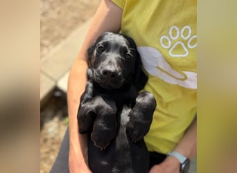 Welpe 14J - der fröhliche, verspielte kleine Mann wird ein toller Begleiter sein!