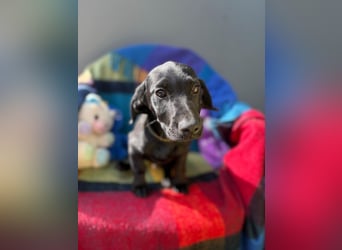 Welpe 14J - der fröhliche, verspielte kleine Mann wird ein toller Begleiter sein!