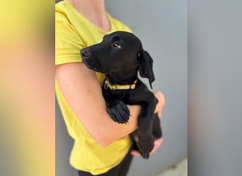 Welpe 14J - der fröhliche, verspielte kleine Mann wird ein toller Begleiter sein!