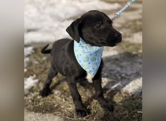 Cvita eine Miniatur Prinzessin