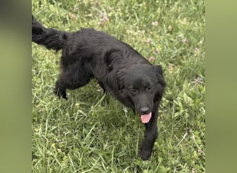 Tonio ein lovely dog