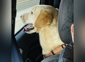 Benni ein absoluter Traum