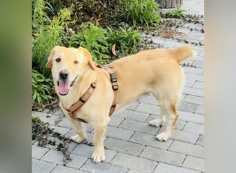 Benni ein absoluter Traum