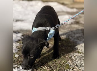 Cvita eine Miniatur Prinzessin