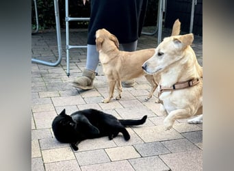 Benni ein absoluter Traum