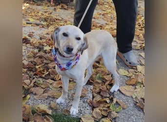 Ajša eine wundervolle Begleiterin fürs Leben