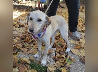 Ajša eine wundervolle Begleiterin fürs Leben