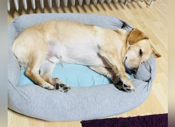 Benni ein absoluter Traum